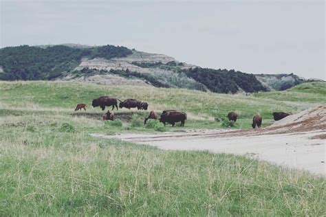 Bison injures Minnesota woman at Theodore Roosevelt National Park